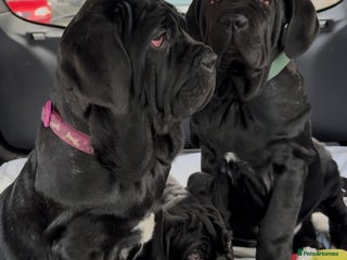 Neapolitan Mastiff dogs 2 black female Neapolitan mastiff puppies - Advert 4