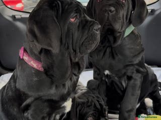Neapolitan Mastiff dogs 2 black female Neapolitan mastiff puppies - Advert 3