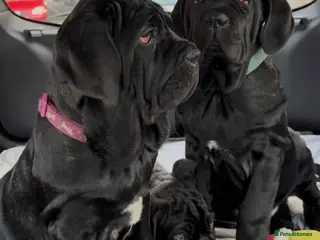 Neapolitan Mastiff dogs 2 black female Neapolitan mastiff puppies - Advert 2