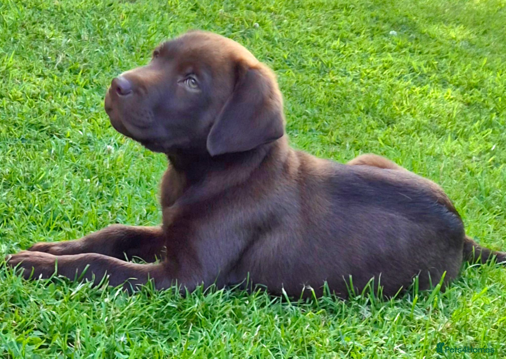 Labrador Retriever dogs Exceptional 0/0 KC Reg Chocolate Labrador Puppies  - Advert 18