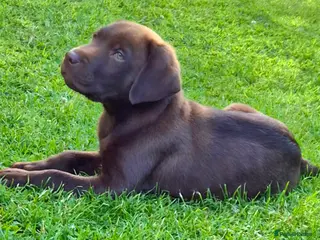 Labrador Retriever dogs Exceptional 0/0 KC Reg Chocolate Labrador Puppies - Advert 18