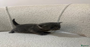 Mixed Breed cats - Advert 14