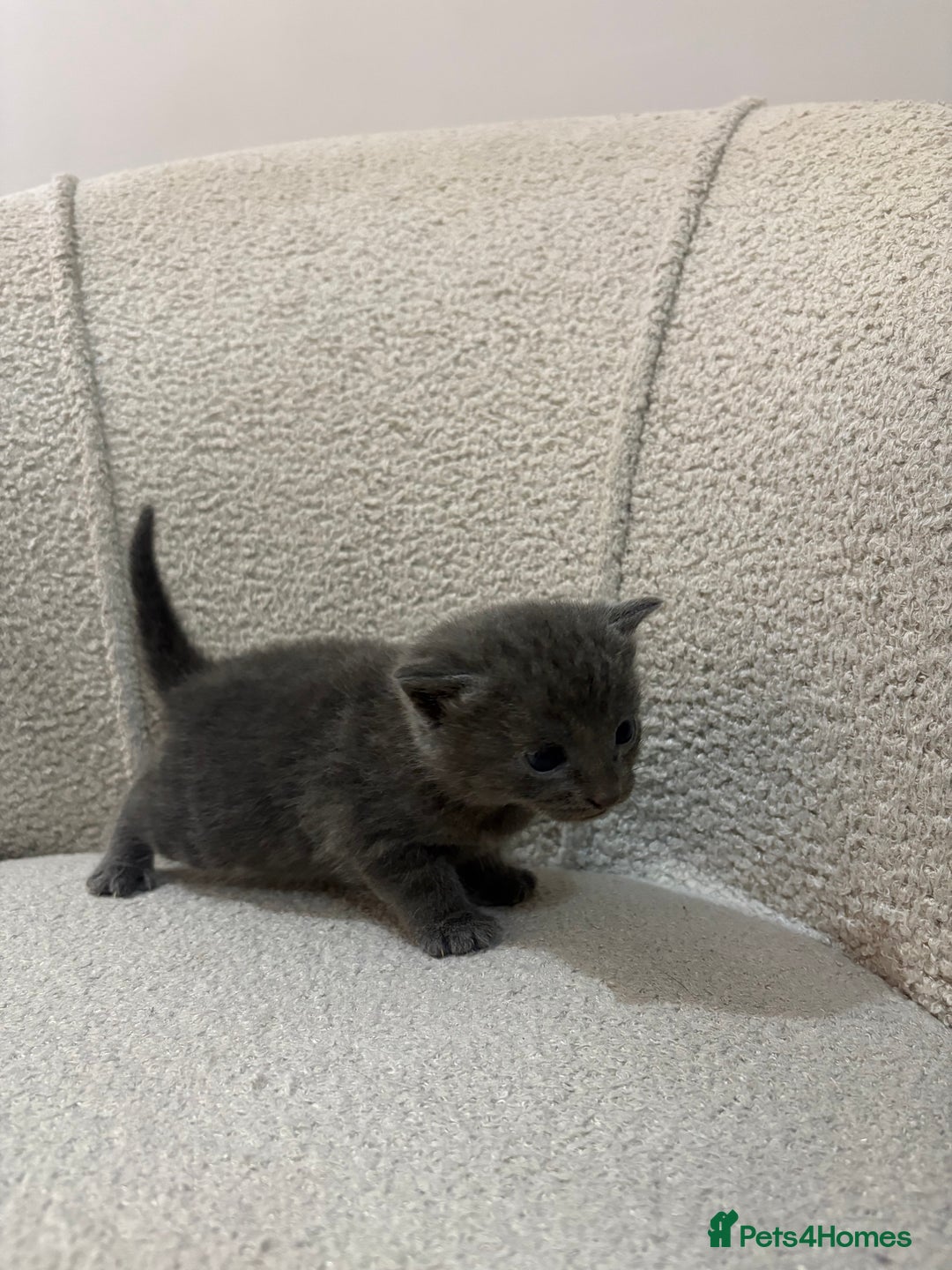 Mixed Breed cats for sale: 6 beautiful kittens - Image 2