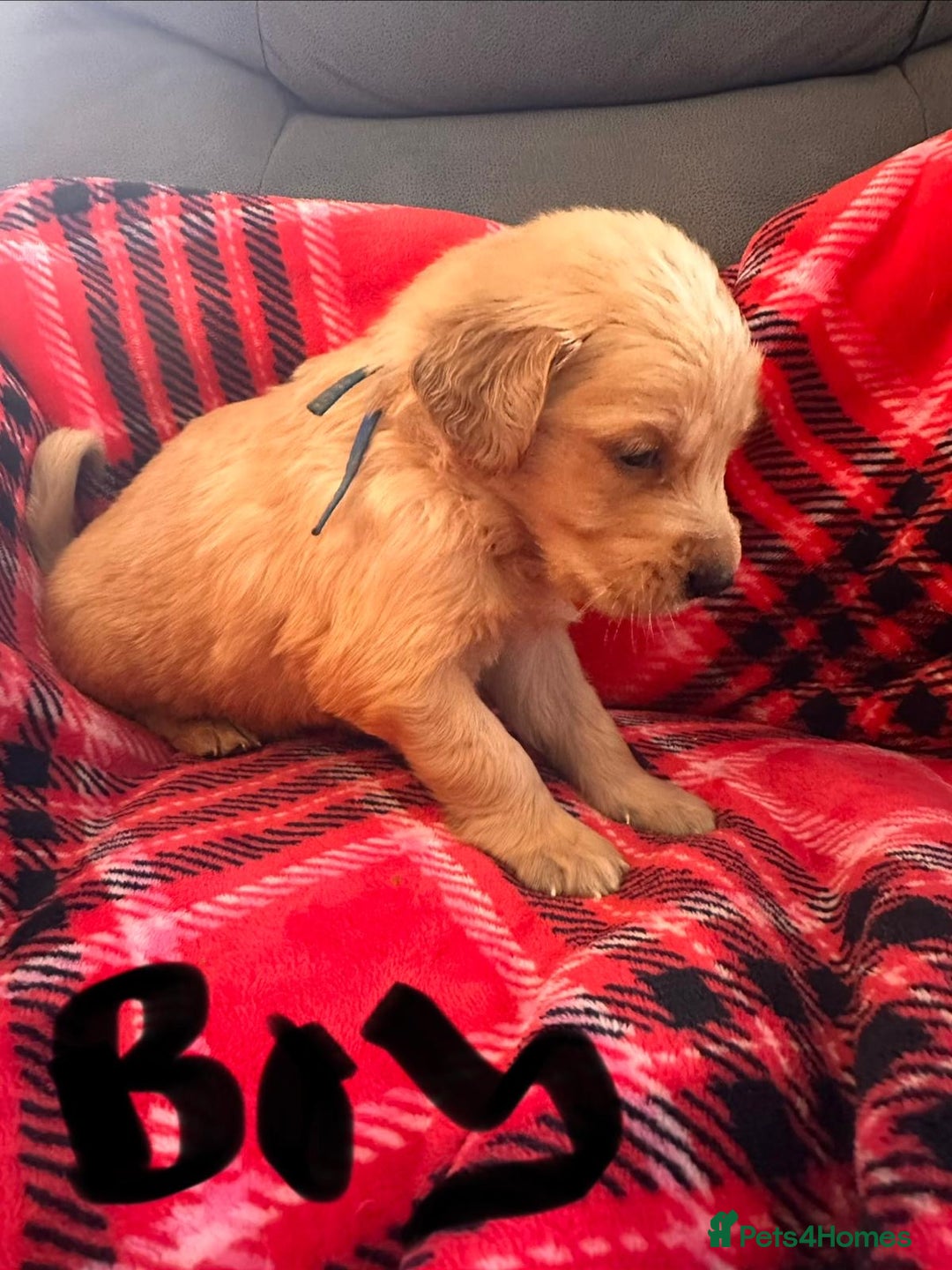 Golden Retriever dogs for sale: beautiful KC GR READY 23/12/25 - Advert 14