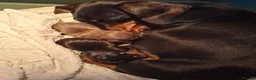Dachshund dogs for sale: Classic Miniature Dachshund Puppies  - Advert 3