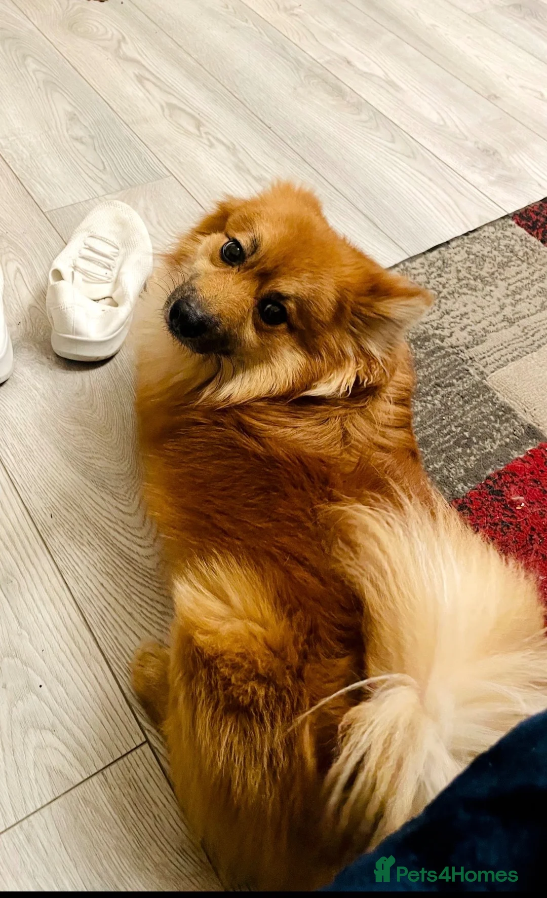 Pomeranian dogs for stud: Stud, for stud NOT FOR SALE. in Sidcup - Advert 4