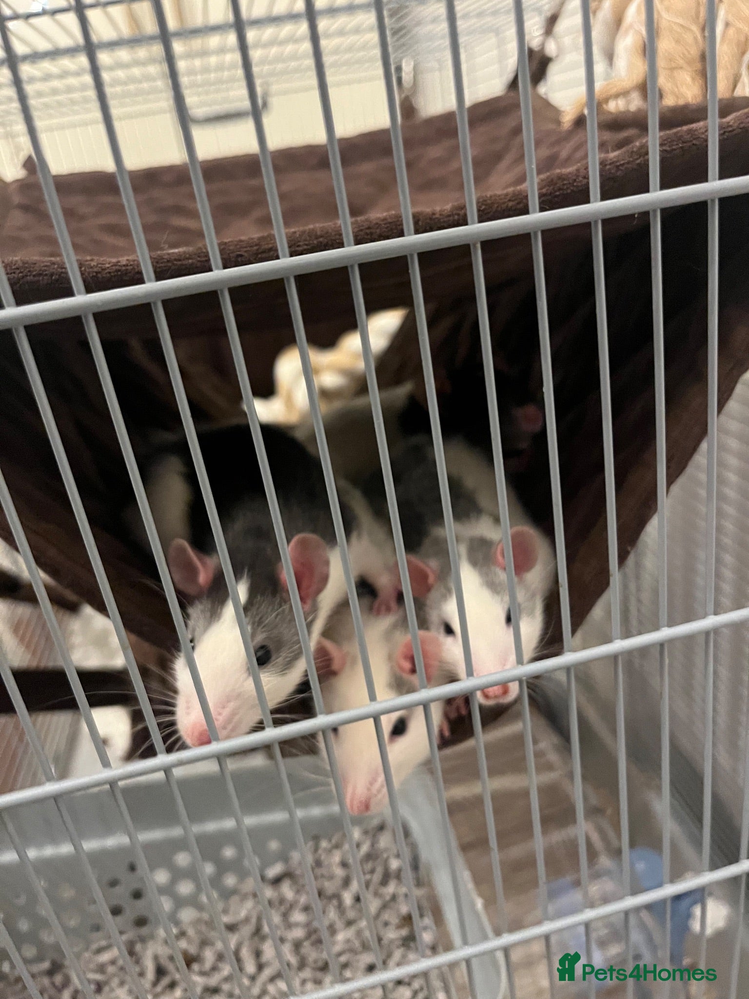 Rat rodents 4 female rats - Advert 2