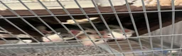 Rat rodents for sale: 4 female rats in Portsmouth - Advert 1