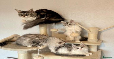 Maine Coon cats - Advert 2