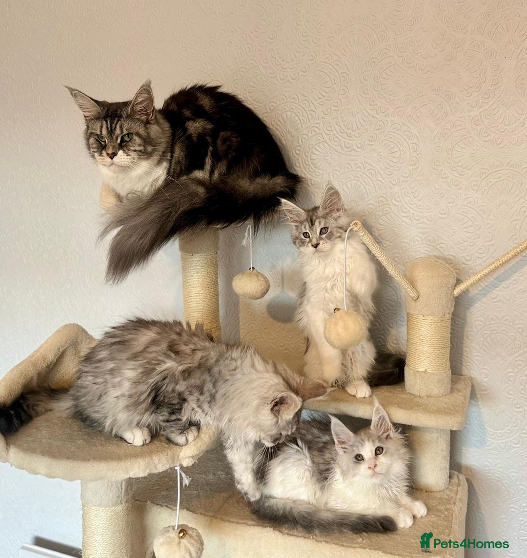 Maine Coon cats for sale: TICA Stunning Maine Coon Kittens - ACTIVE 🩷 - Image 3