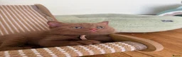 British Shorthair cats for sale: 🐾 Beautiful Cinnamon British Shorthair Kittens 🐾 - Advert 12