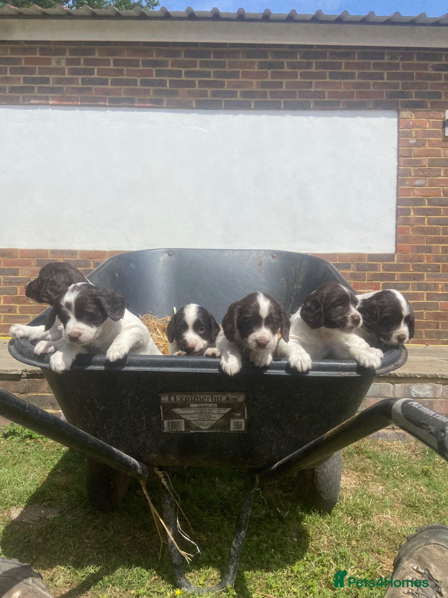 English Springer Spaniel dogs Working English Springer Spaniel pups - Advert 3