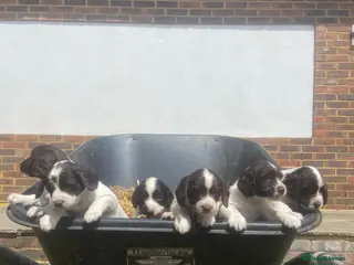 English Springer Spaniel dogs Working English Springer Spaniel pups - Advert 2