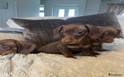Miniature Dachshund dogs for sale: READY TO LEAVE NOW - Image 6