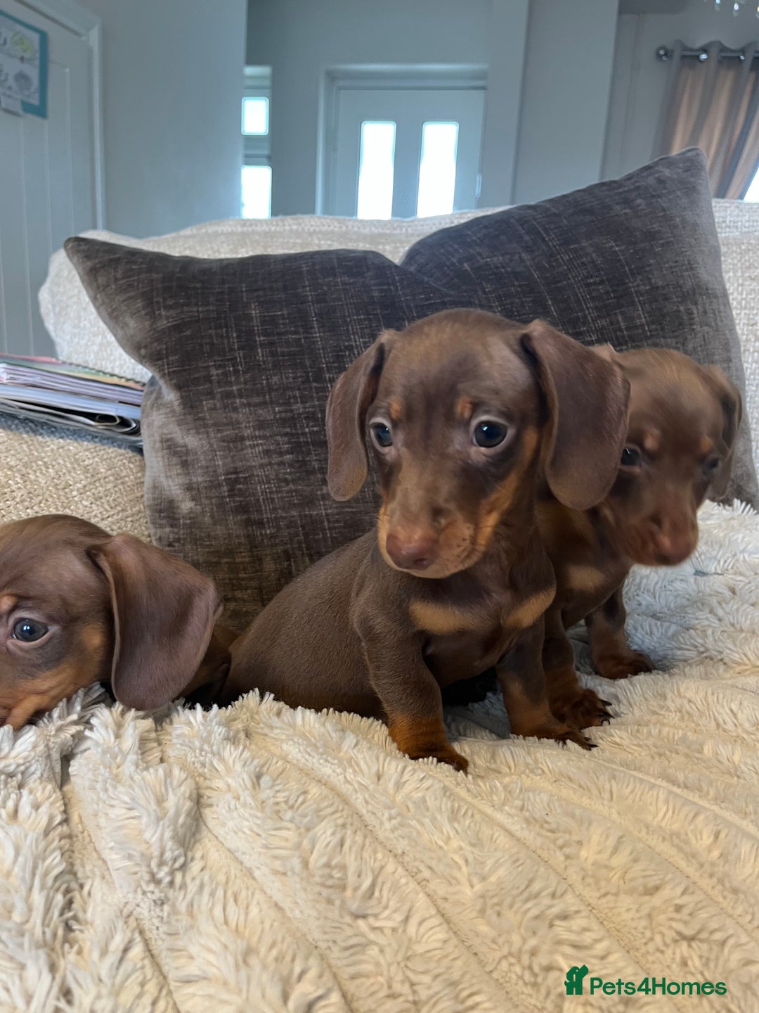 Miniature Dachshund dogs for sale: READY TO LEAVE NOW - Image 6