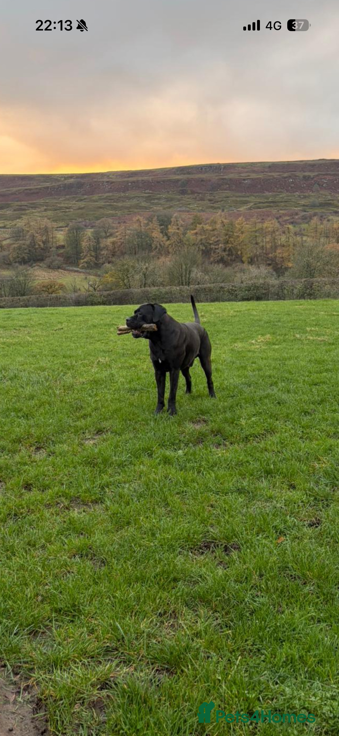 Cane Corso dogs for sale: Cane Corso - Advert 5