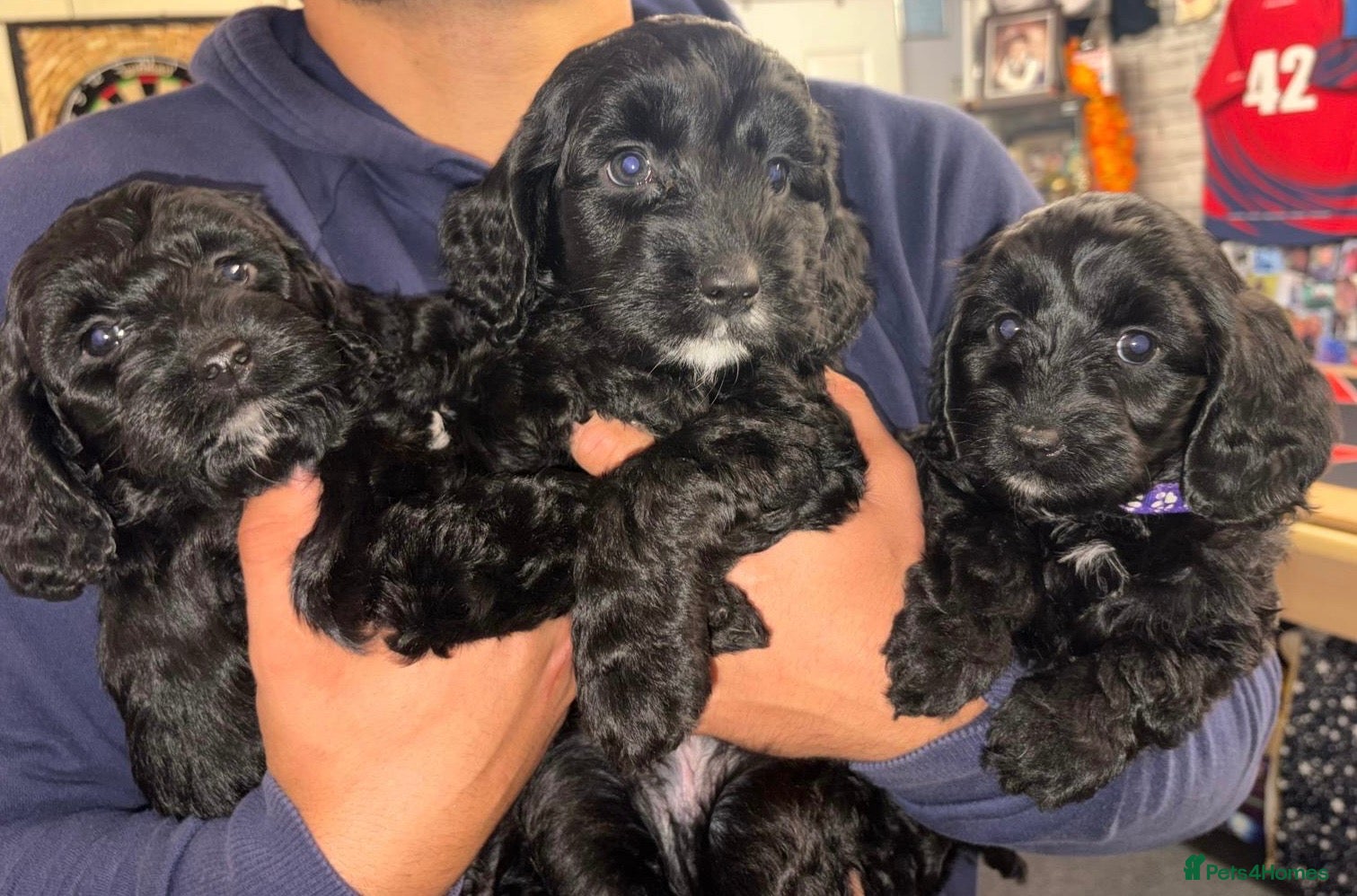 Cockapoo dogs 7 stunning Cockapoo puppies - Advert 1