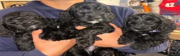 Cockapoo dogs for sale: 7 stunning Cockapoo puppies - Advert 1
