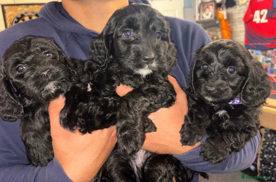 Cockapoo dogs for sale: 7 stunning Cockapoo puppies - Advert 1