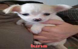 Chihuahua dogs for sale: Chihuahuas puppy's   - Image 12