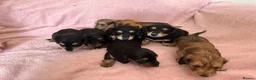 Miniature Dachshund dogs for sale: GORGEOUS KC reg PRA CLEAR MINI DACHSHUND PUPPIES in Swansea - Advert 29