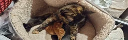 Mixed Breed cats for sale: Playful ginger boys  - Advert 4