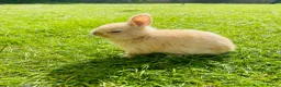 Netherland Dwarf rabbits for sale: Beuitiful netherland dwarf babys  - Advert 3