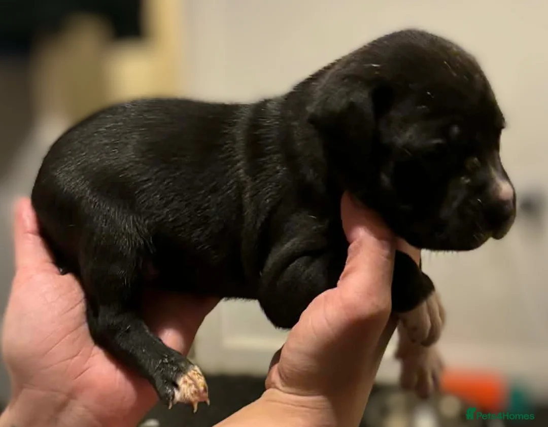 Mixed Breed dogs for sale: Bull cross staffy pups. LAST 2 GIRLS LEFT  - Advert 13