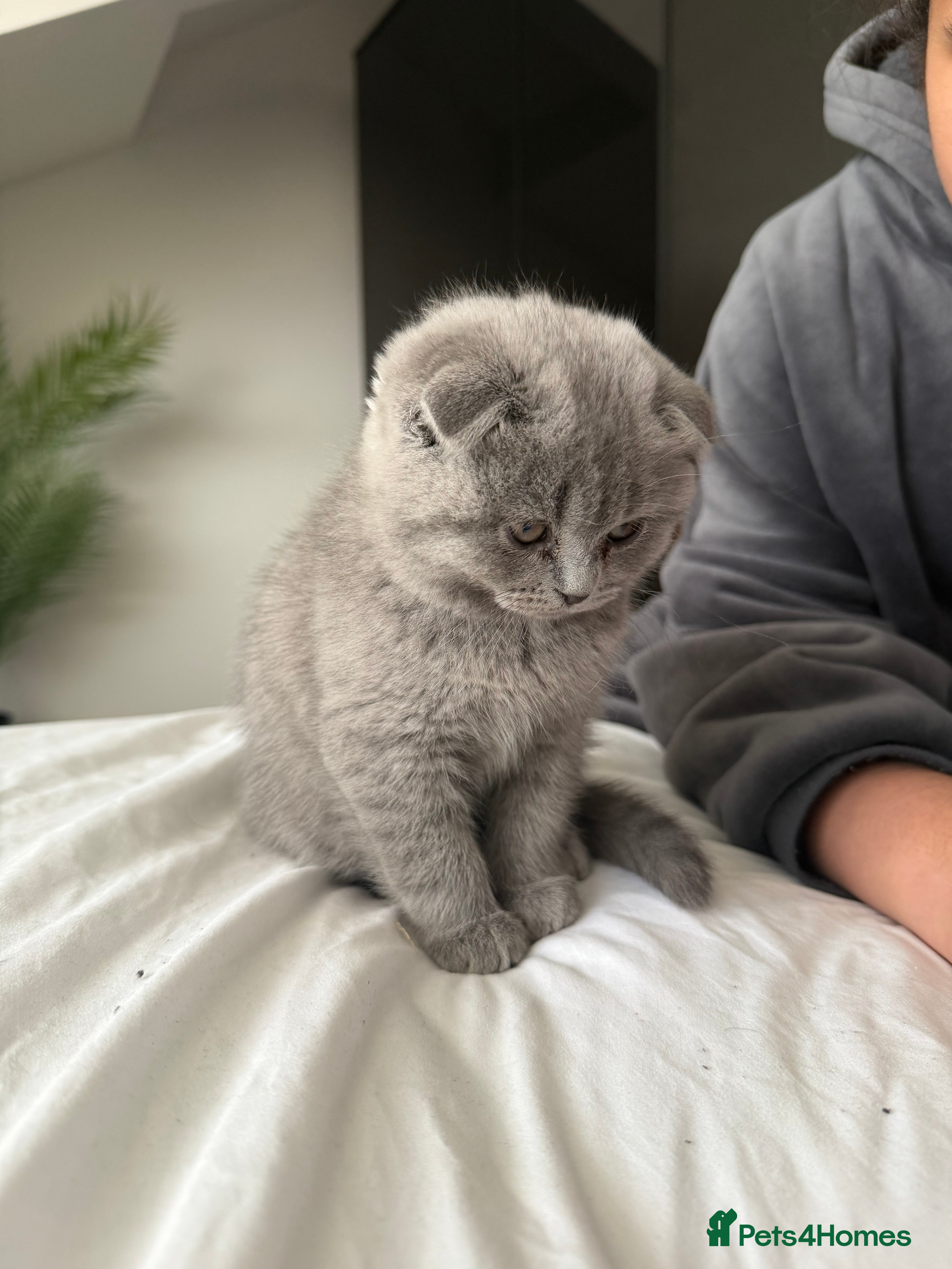 British Shorthair cats Beautiful BSH/Fold Kitten - Advert 1