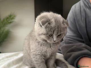 British Shorthair cats Beautiful BSH/Fold Kitten - Advert 9
