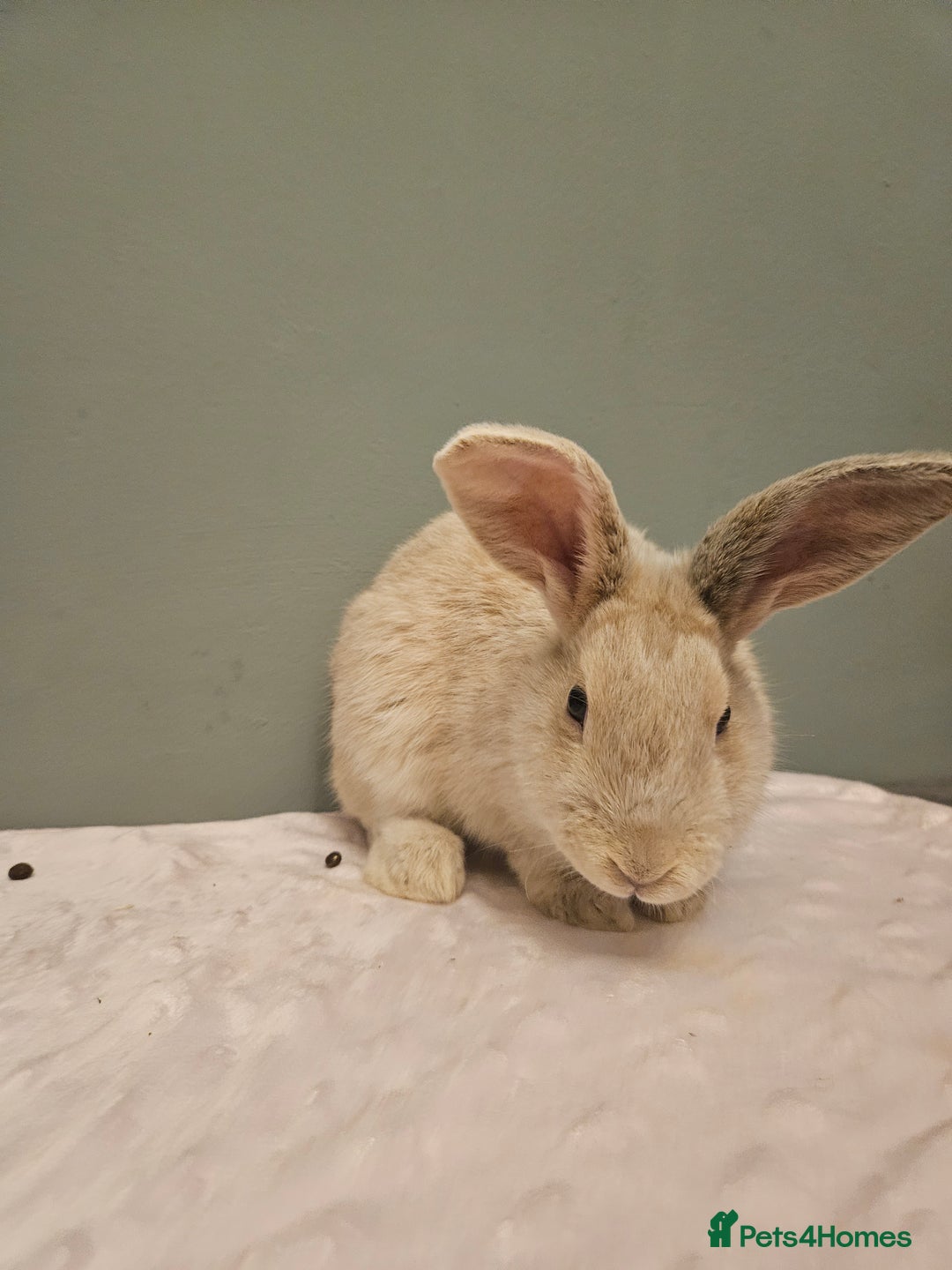Mixed Breed rabbits for sale: Flemish Giant x buck ** last one left** - Advert 9