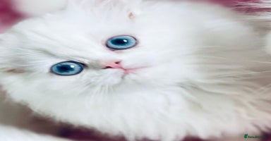 Persian cats - Advert 5