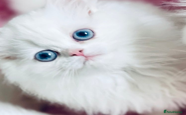 Persian cats - Advert 4