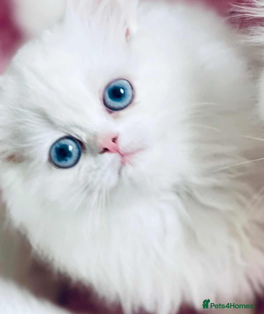 Persian cats for sale: Pure White Persian Girls BLUE EYES & full hearing - Image 24