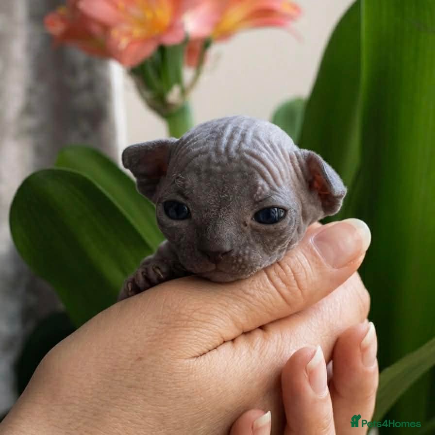 Sphynx cats Canadian Sphynx kittens - Advert 10