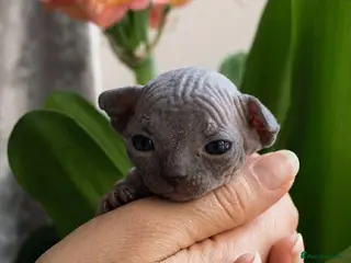 Sphynx cats Canadian Sphynx kittens - Advert 10