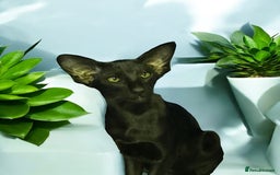 Oriental cats for sale: Oriental Shorthair  - Advert 5