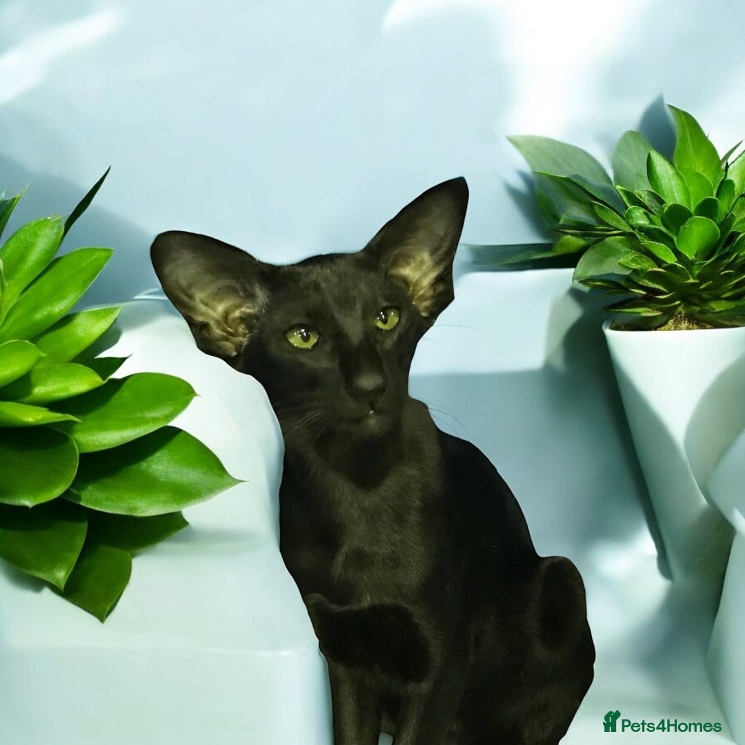 Oriental cats for sale: Oriental Shorthair  - Advert 5