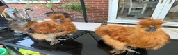 Chickens poultry for sale: Pair of Silkies - Advert 4