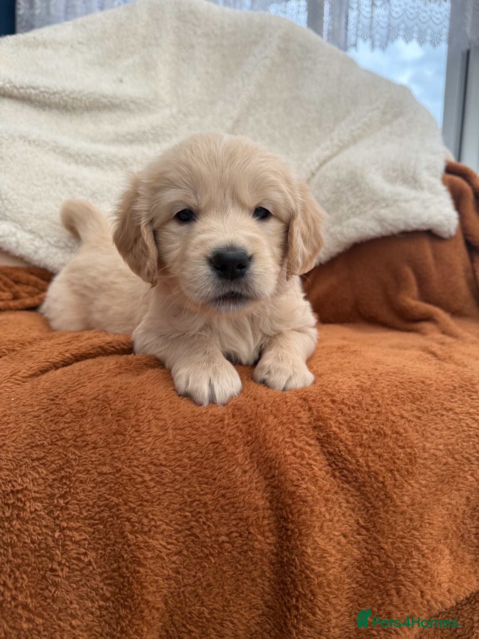 Golden Retriever dogs KC Registered Golden Retriever Puppies  - Advert 2