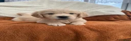 Golden Retriever dogs for sale: KC Registered Golden Retriever Puppies  in Tenterden - Advert 2