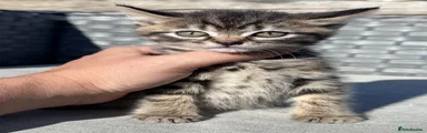 Tabby Boy 1