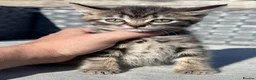 Mixed Breed cats for sale: Beautiful Mixed Kittens  - Advert 10