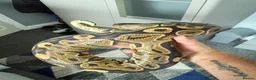Python Snake reptiles for sale: Royal python and full setup  - Advert 8