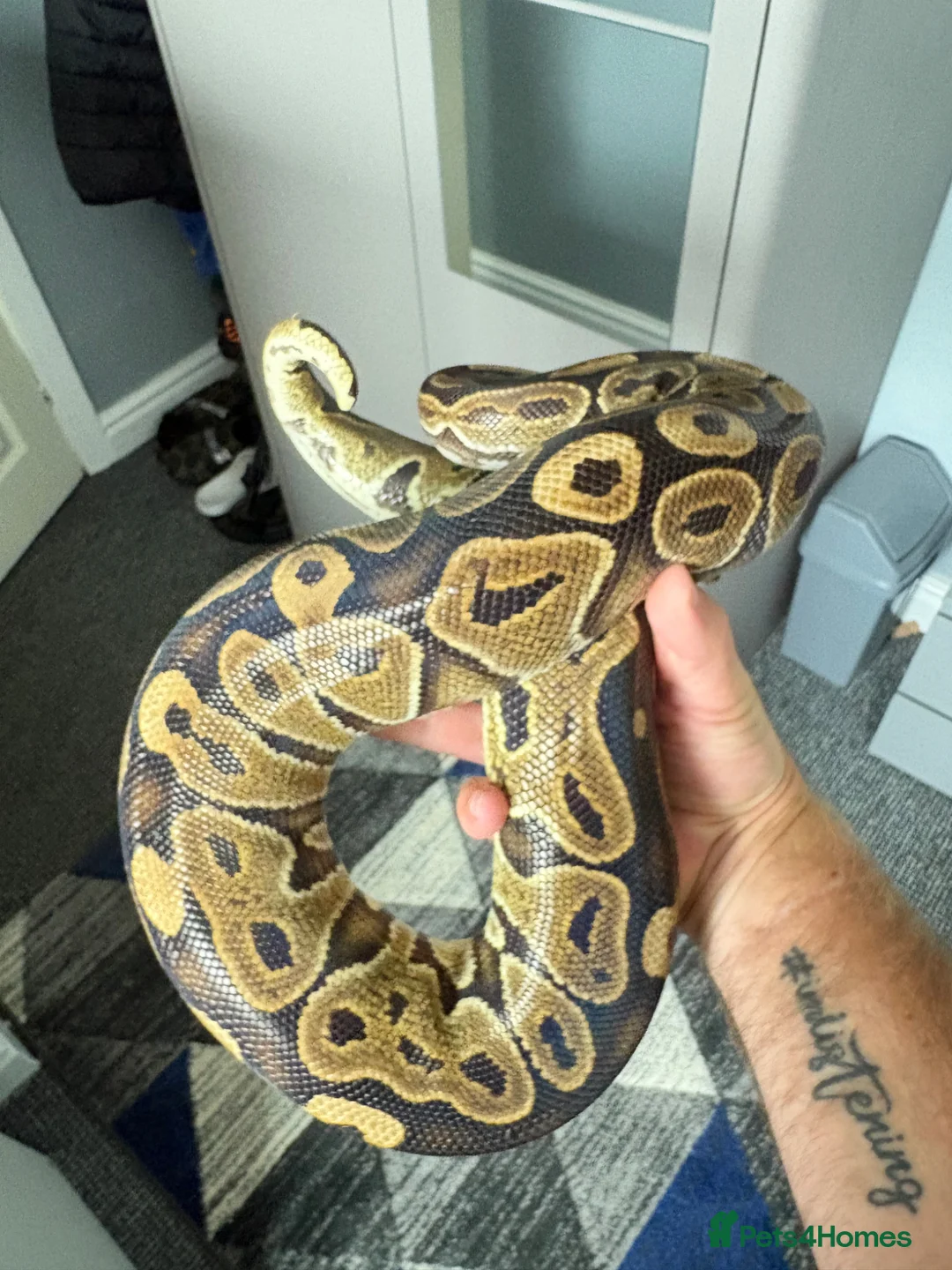 Python Snake reptiles for sale: Royal python and full setup  - Advert 8