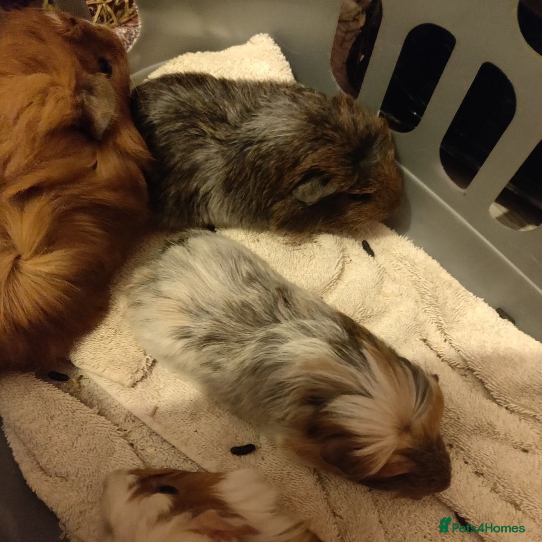 Guinea Pig rodents for sale: Baby Guinea pigs - Advert 2