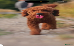 Mixed Breed dogs for sale: X1 beautiful red miniature left (boy)  - Image 11