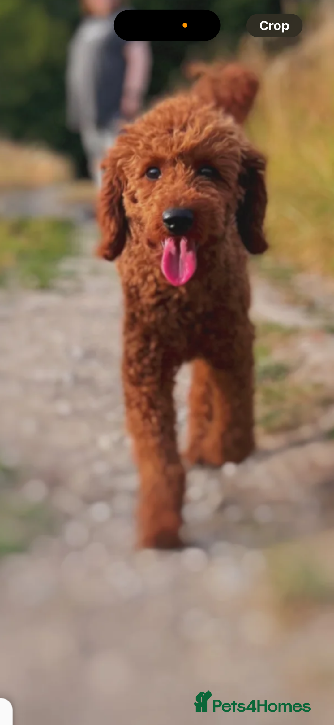 Mixed Breed dogs for sale: X1 beautiful red miniature left (boy)  - Image 11
