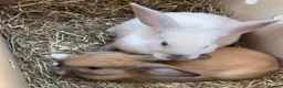 Mini Lop rabbits for sale: Vanilla & caramel  in Blackpool - Advert 2