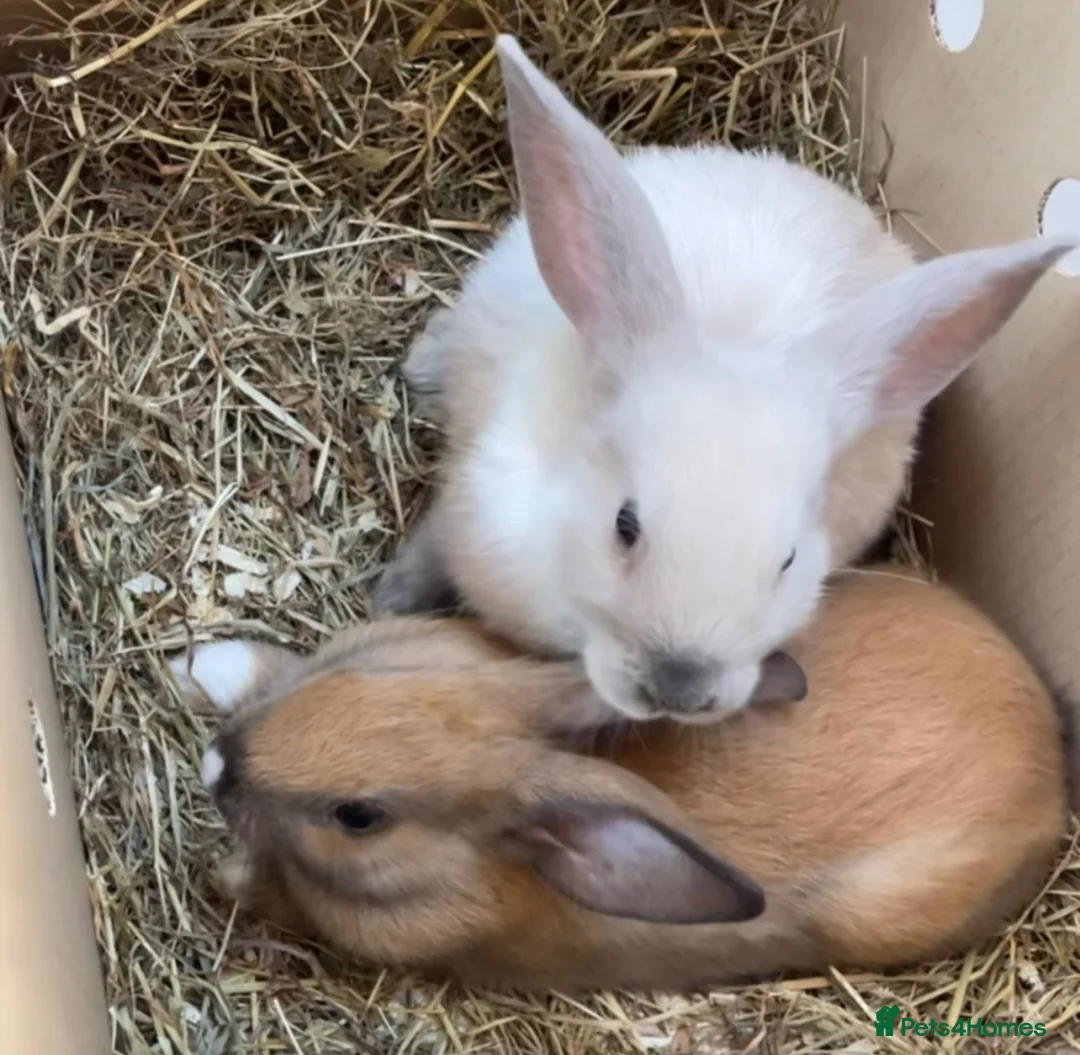 Mini Lop rabbits for sale: Vanilla & caramel  in Blackpool - Advert 2